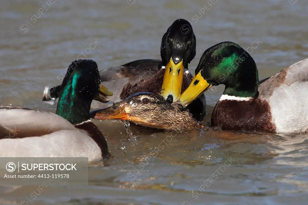 Group of Drakes Mallard trying to mate with one female GB