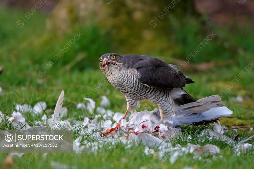 Female European Sparrow hawk plucking a woodpigeon GB