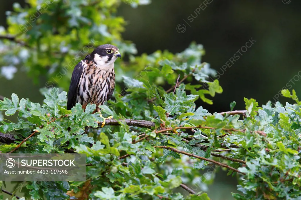 Eurasian Hobby perched in an oak GB