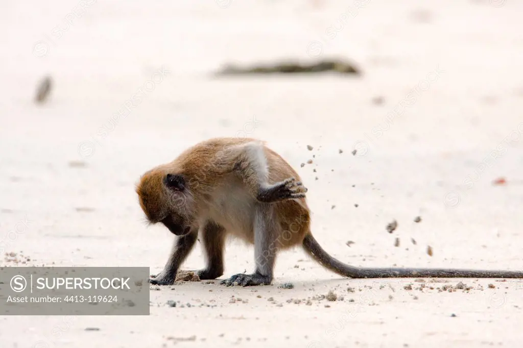 Crab-eating Macaque in the sand in Tarutao NP Thailand