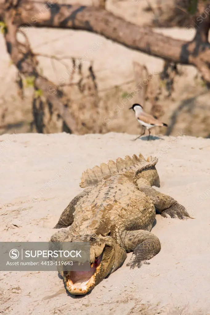 Broad-snouted Crocodile and River Lapwing Bardi NP Nepal