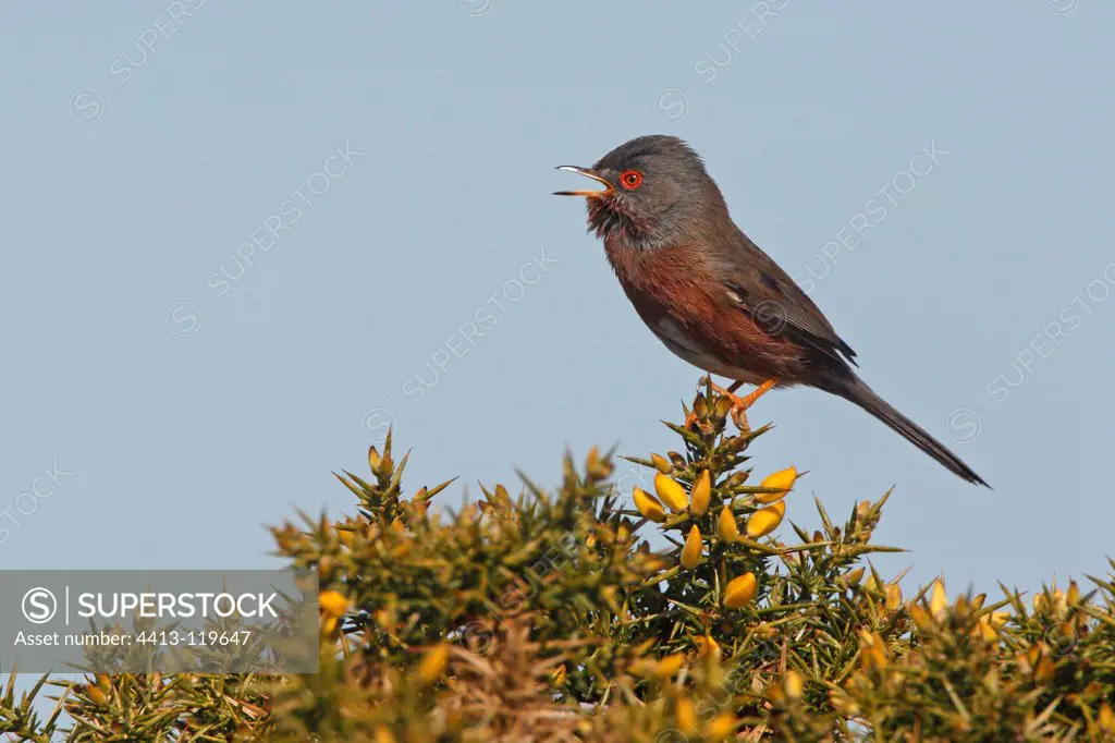 Male Dartford warbler singing at spring GB