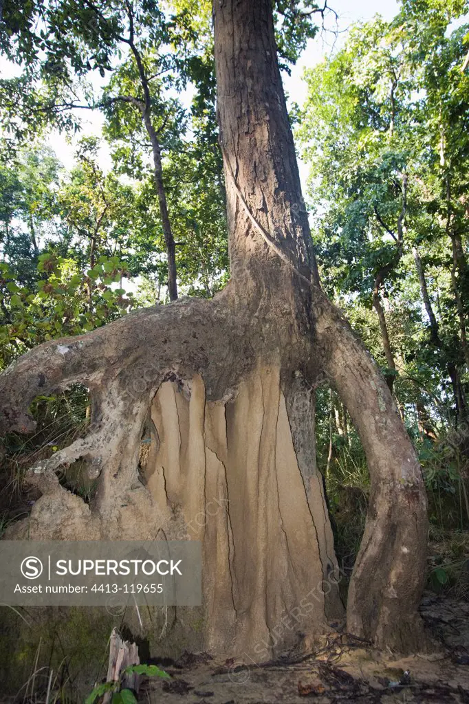 Termite and tree in the Bardia NP in Nepal