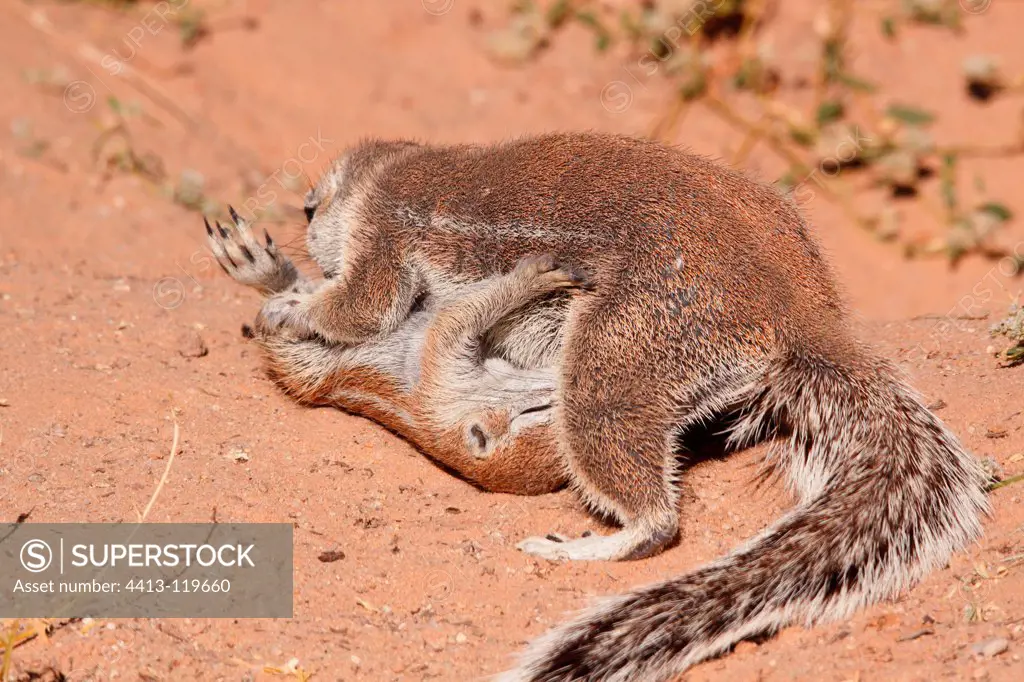 South African Ground Squirrel grooming a young Kgalagadi
