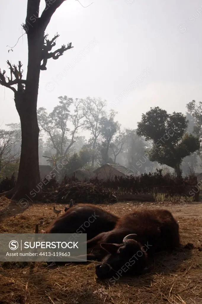 Couple of Buffalo in Bardia NP Nepal