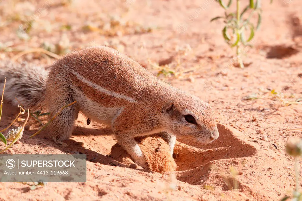 South African Ground Squirrel digging a burrow Kgalagadi