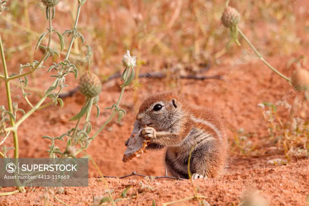 South African Ground Squirrel eating Kgalagadi South Africa
