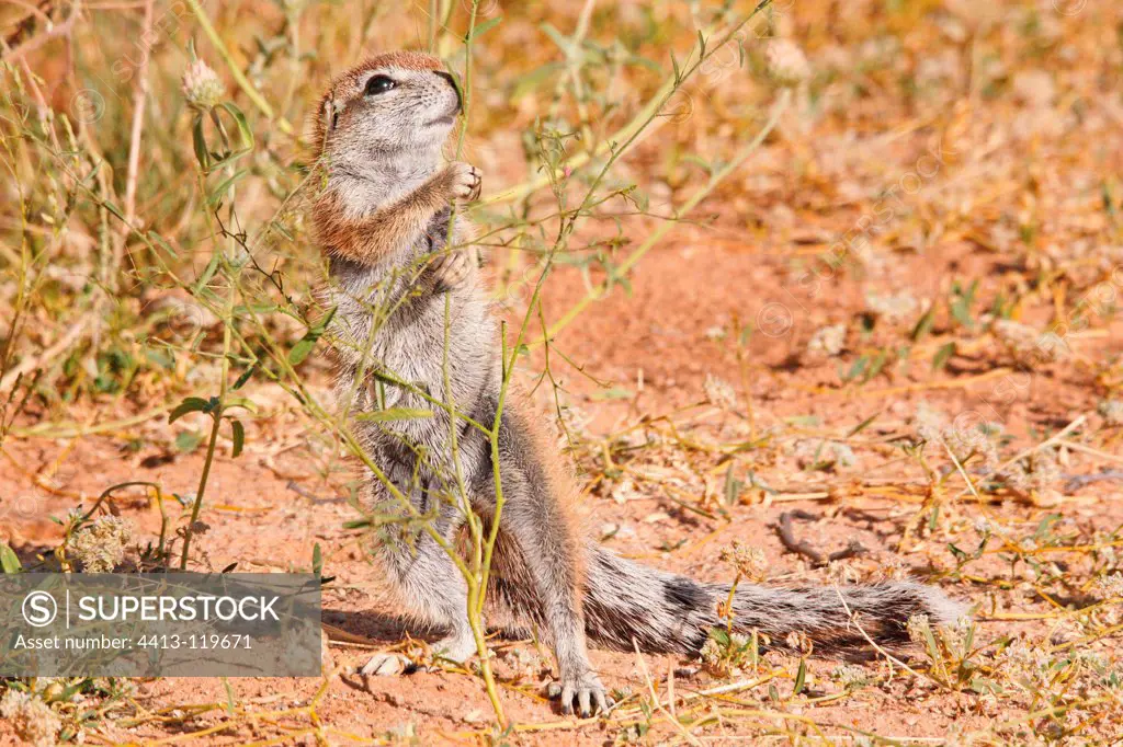 South African Ground Squirrel eating Kgalagadi South Africa