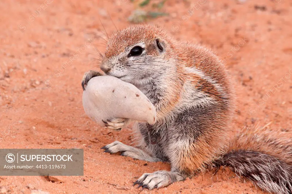 South African Ground Squirrel eating acacia fruit Kgalagadi