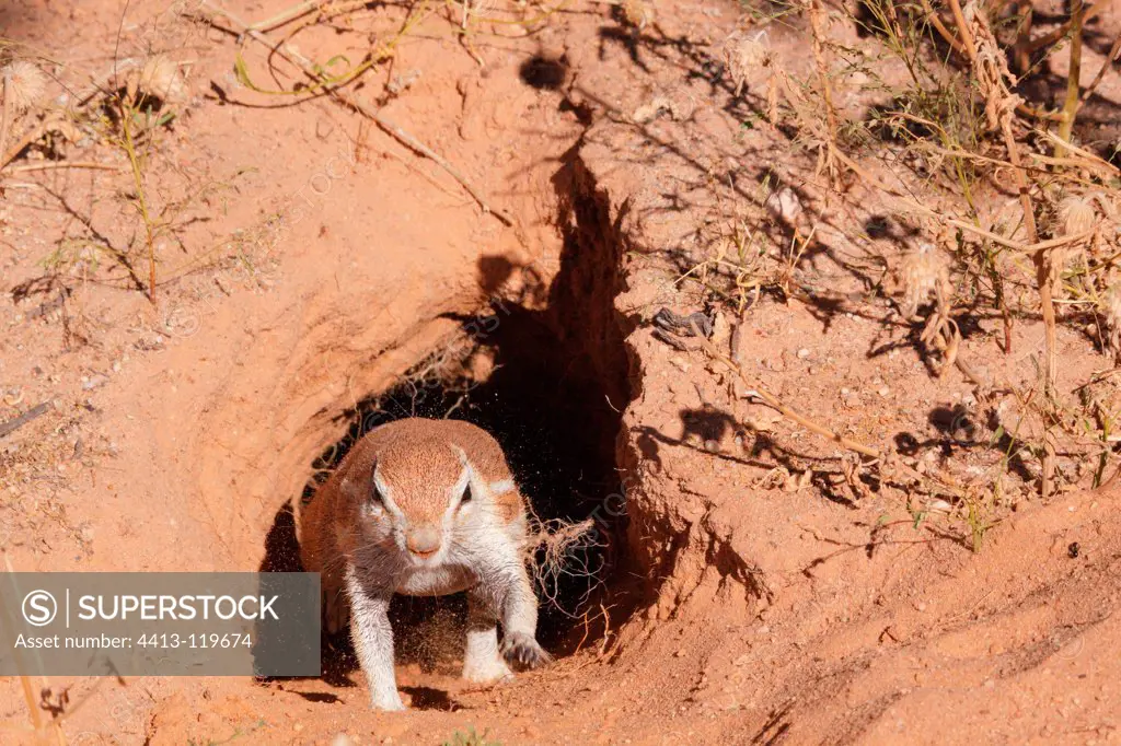 South African Ground Squirrel out of its burrow Kgalagadi