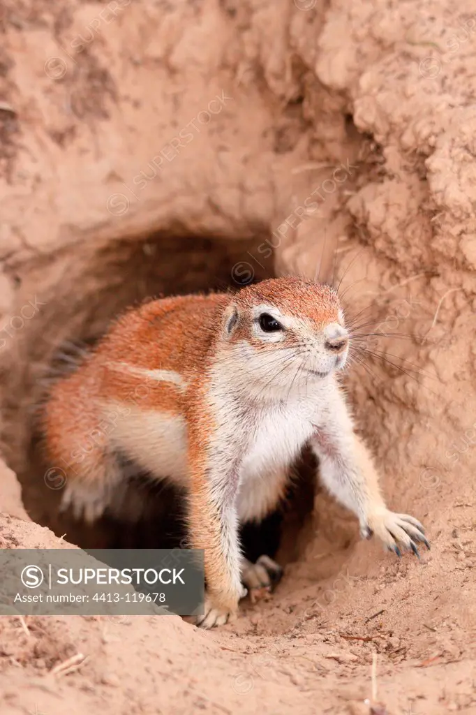 South African Ground Squirrel out of its burrow Kgalagadi