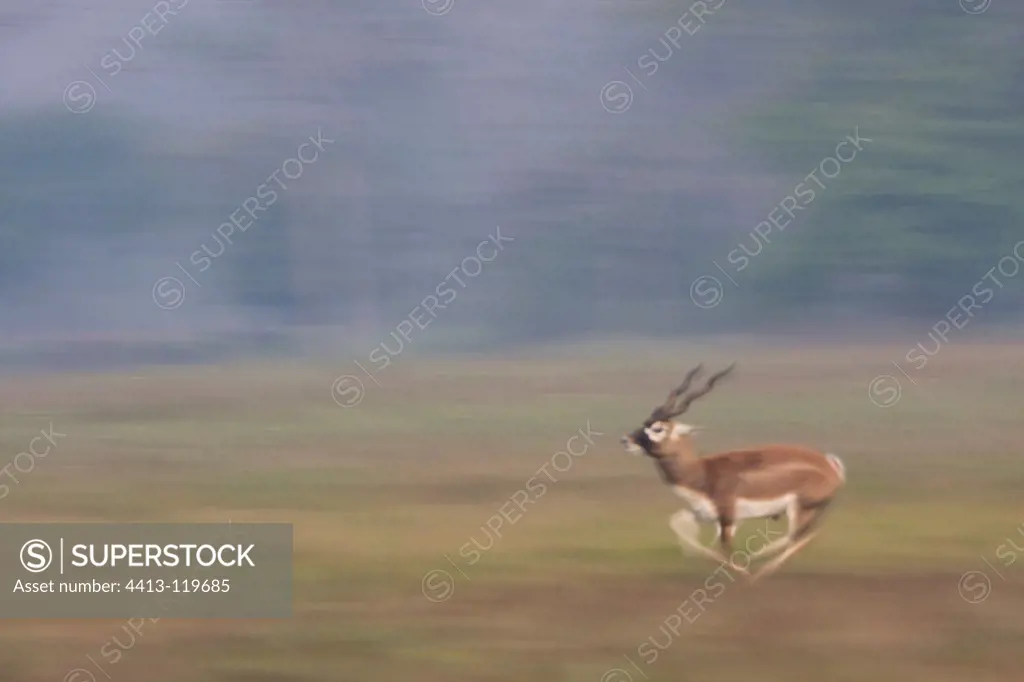 Blackbuck male running in the Bardia NP Nepal