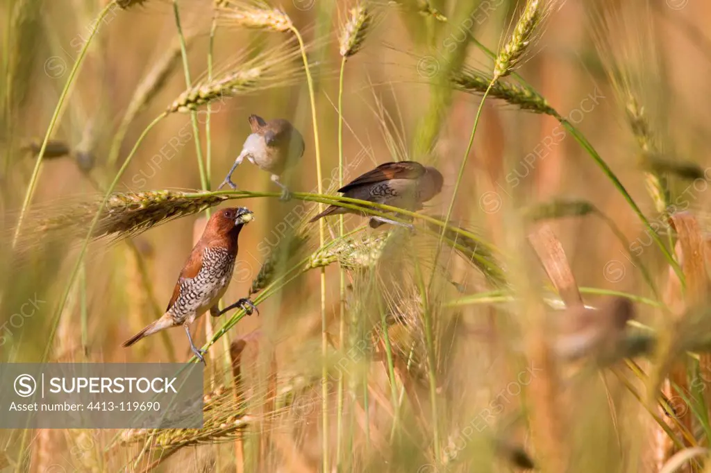 Scaly-breasted Munia with food in Bardia NP Nepal