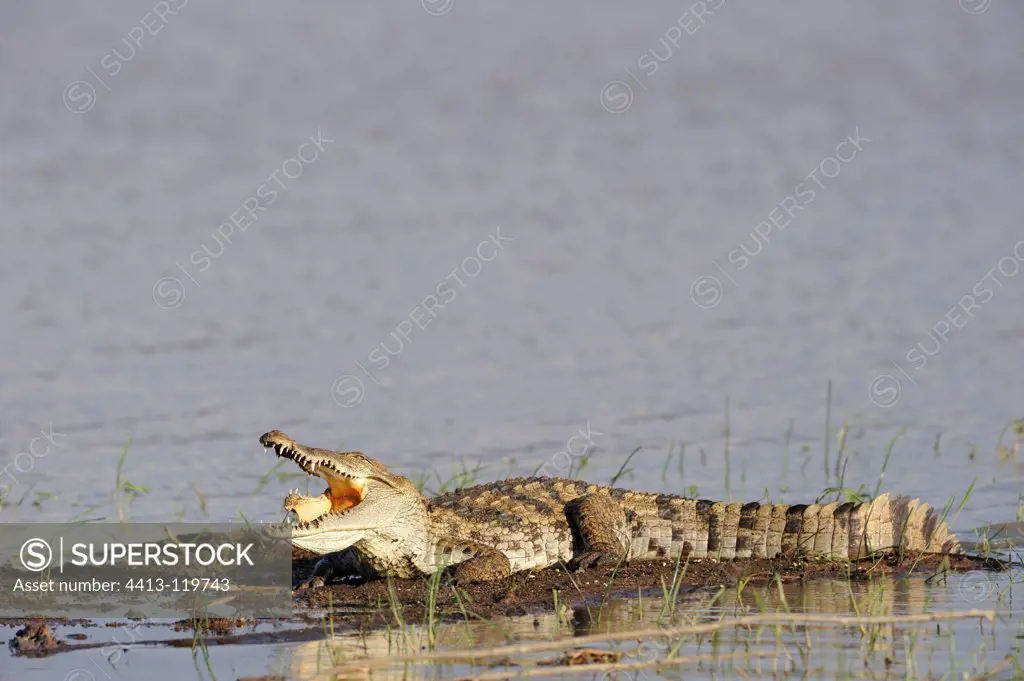 Nile crocodile on the banks of Lake Baringo Kenya
