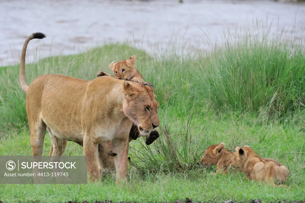 Lioness and Lion Cubs playing in the grass Masai Mara Kenya