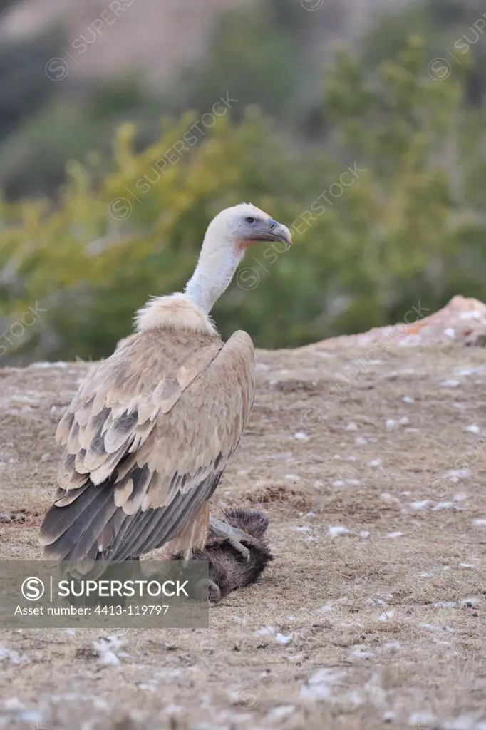 Griffon Vulture eating a sheep's carcass Spain