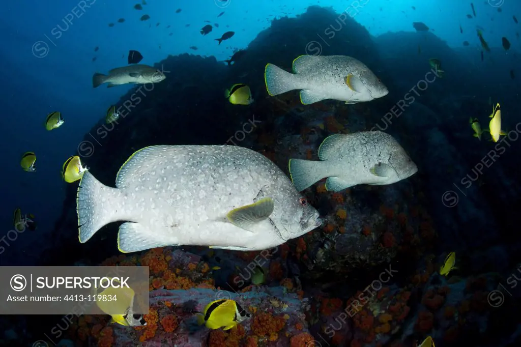 School of Leather Bass and Blacknosed butterflyfish Malpelo