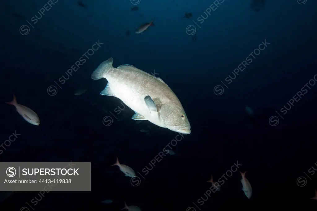 Grouper Malpelo Columbia