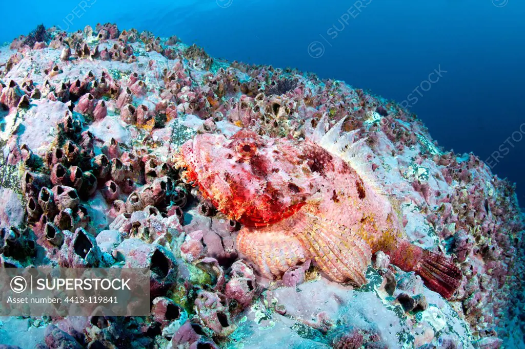 Stone Scorpionfish on reef Malpelo Columbia