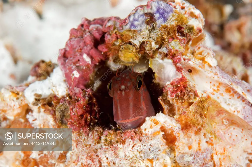Panamic fanged blenny in reef Malpelo Columbia
