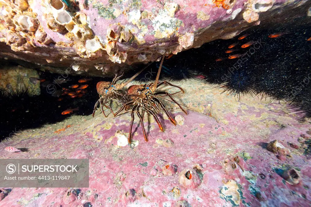 Spiny painted Lobster on reef Malpelo Columbia
