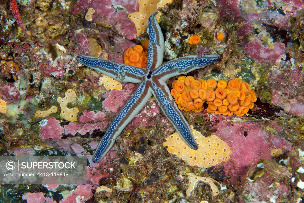 Tan Sea Star on reef Malpelo Columbia