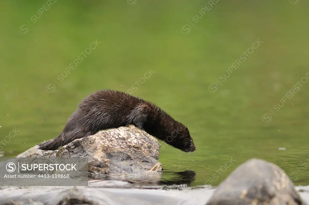 American Mink diving into a lake in Ireland
