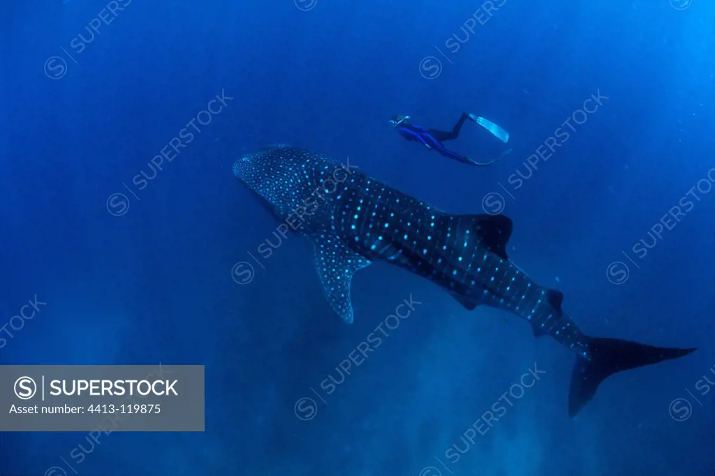 Diver and Whale shark Ningaloo Reef Australia
