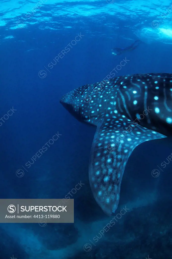 Free Diver and Whale shark Ningaloo Reef Australia
