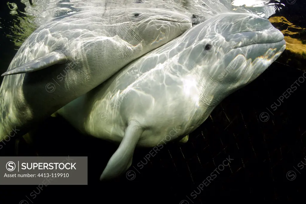 Beluga whales swimming beneath the ice Russia White Sea Karelia