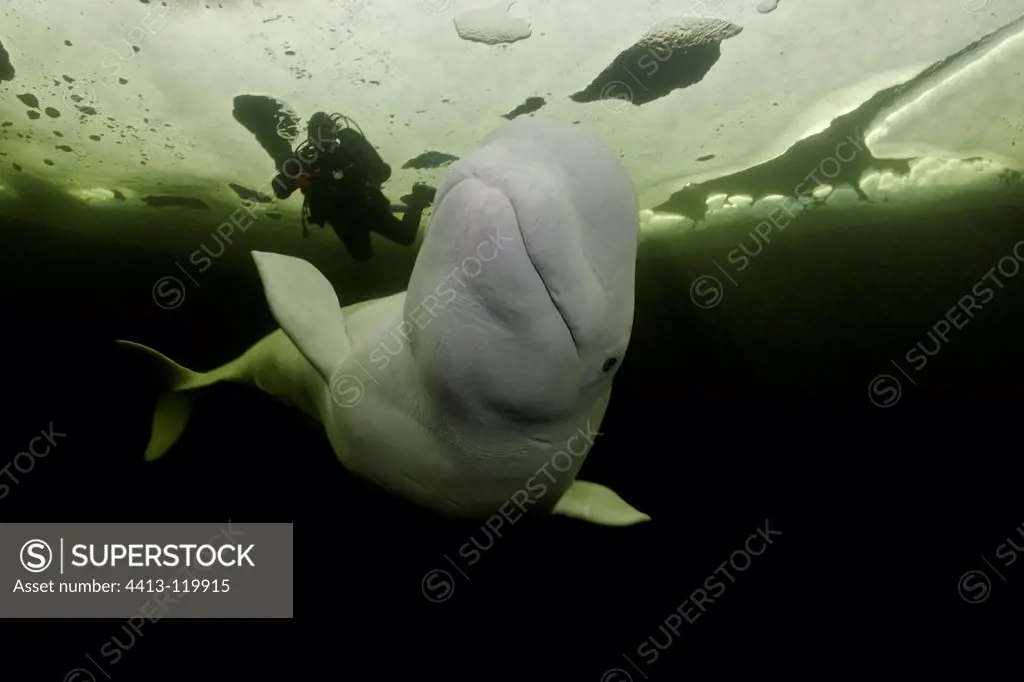 Beluga and diver under the ice White Sea Karelia Russia