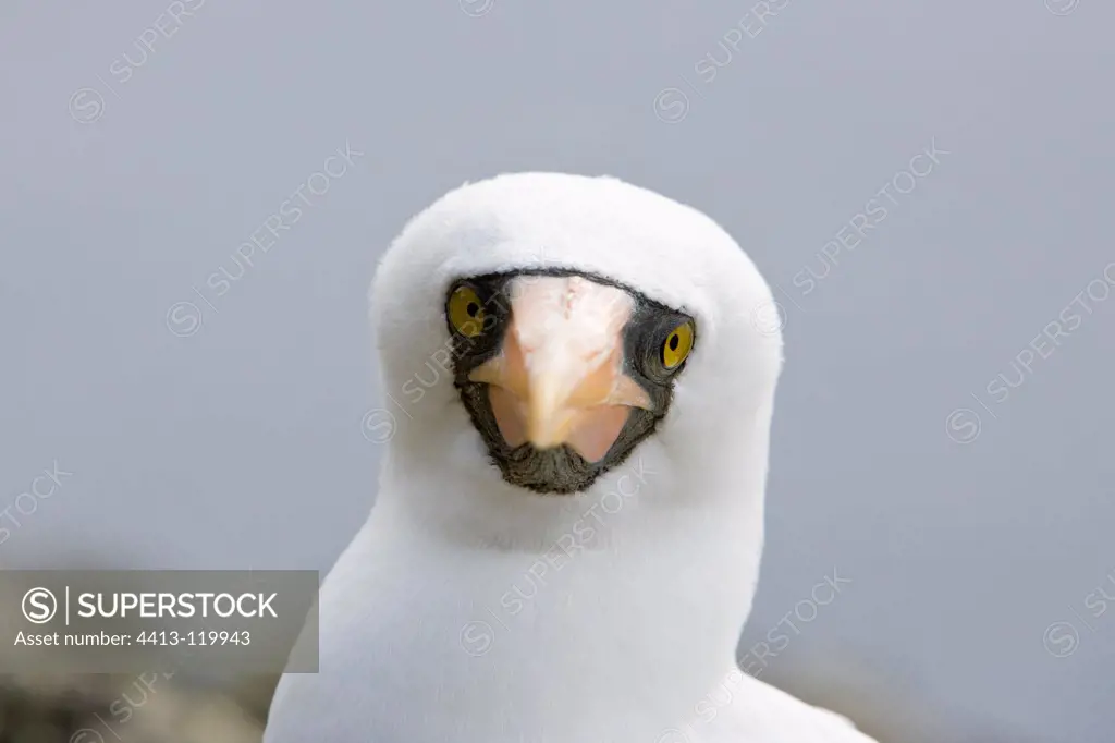 Portrait of Grant's Masked booby Malpelo Columbia