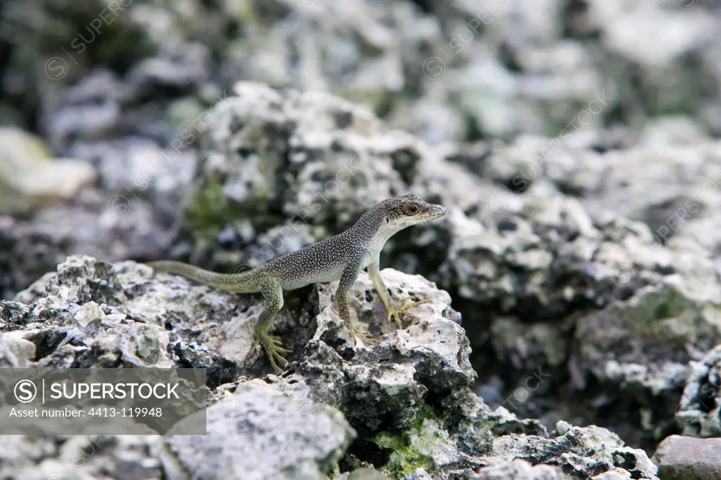 Lizard female on rock Malpelo Columbia