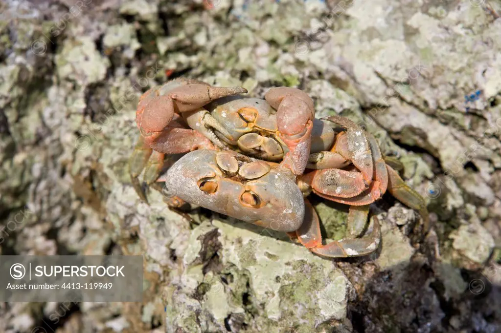 Land Crab mating on rock Malpelo Columbia