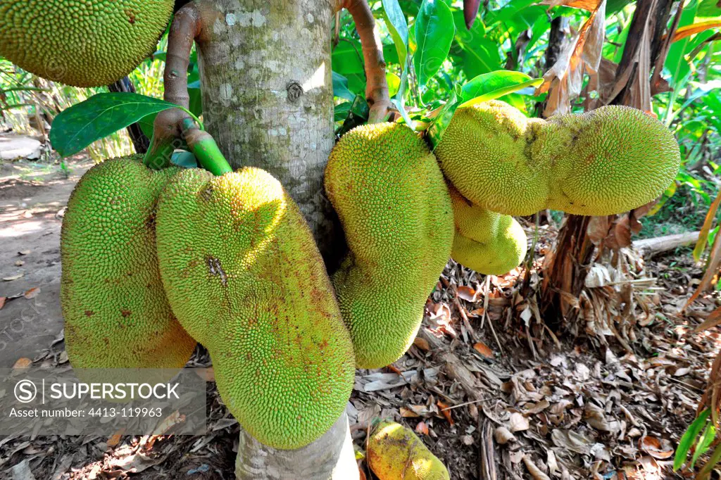Fruits of the Breadfruit Zanzibar Tanzania