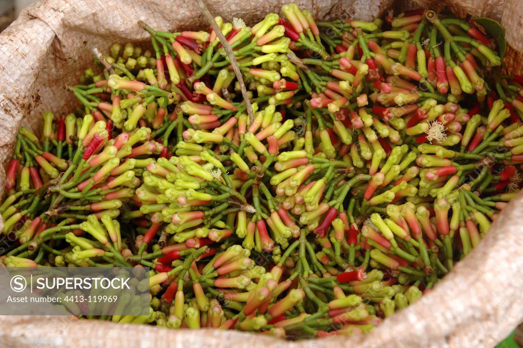 Cloves fresh in a bag Zanzibar Tanzania