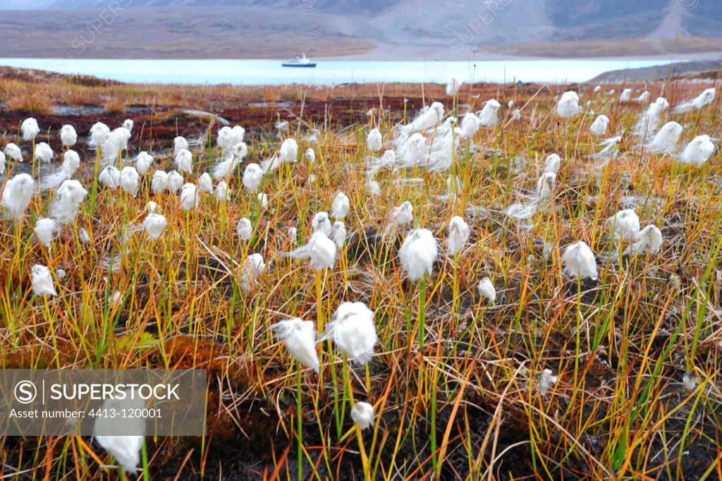 Cotton grass Baffin Island Canadian Arctic Archipelago