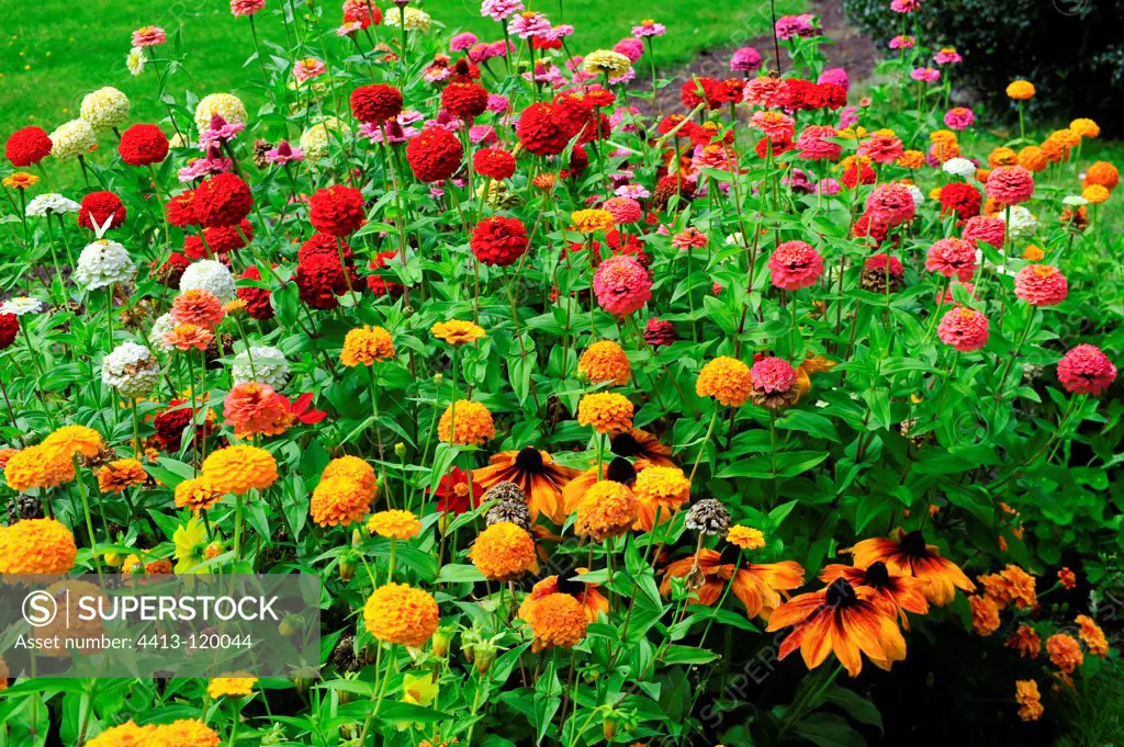 Zinnia flowerbed in bloom in a garden