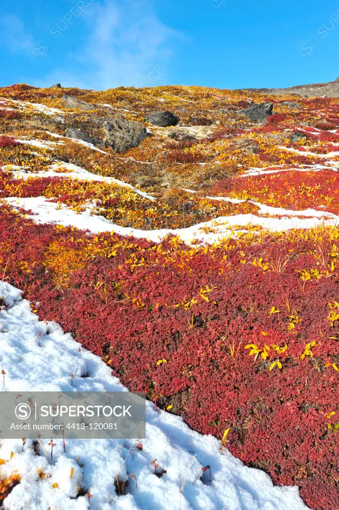 Arctic willow and blueberry fall Baffin Island Canada