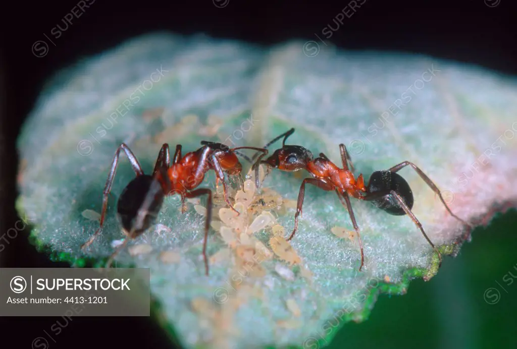 Red barbed ants milking Aphids on leaf