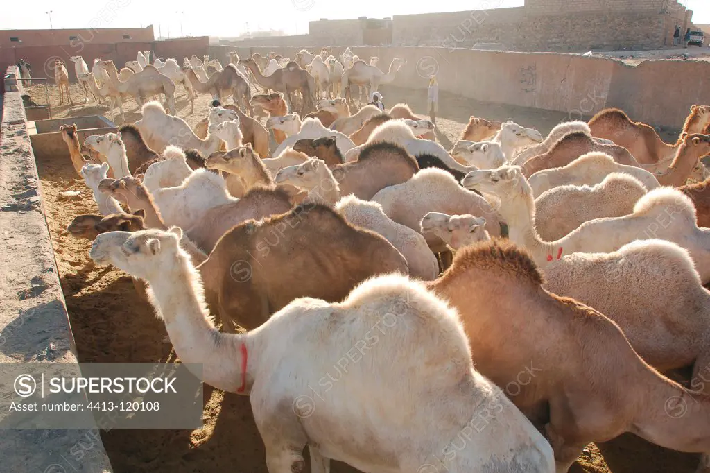Market Camels Tamanrasset Sahara Algeria