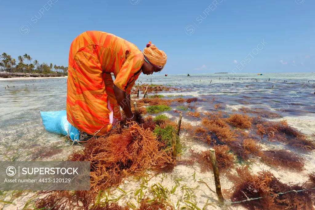 Cultivation of Algae by women Zanzibar Tanzania