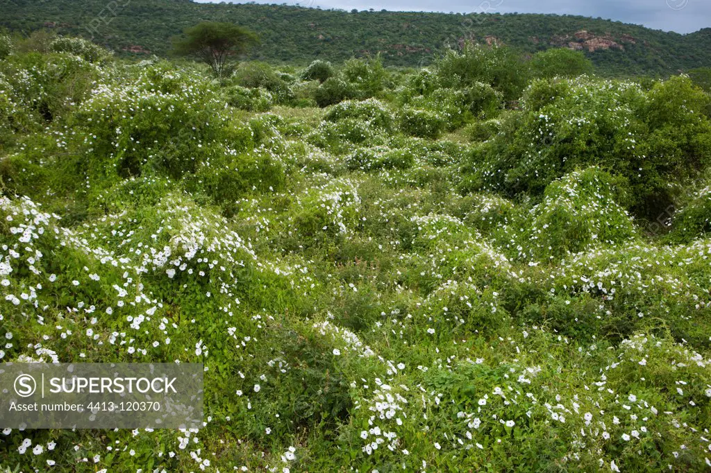 Flowers exceptional in the Tsavo East NP Kenya