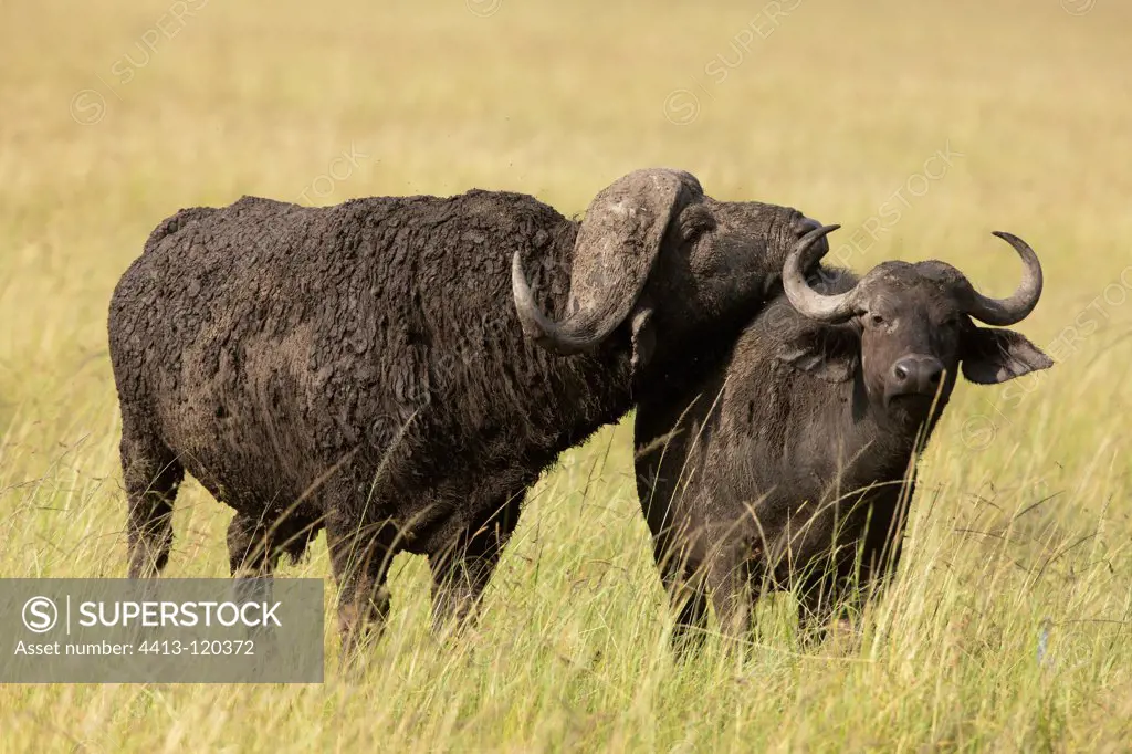 Couple of African Buffalos Masai Mara NR Kenya