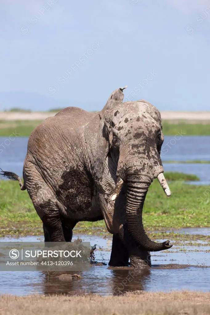 Male elephant in Amboseli NP marshes in Kenya