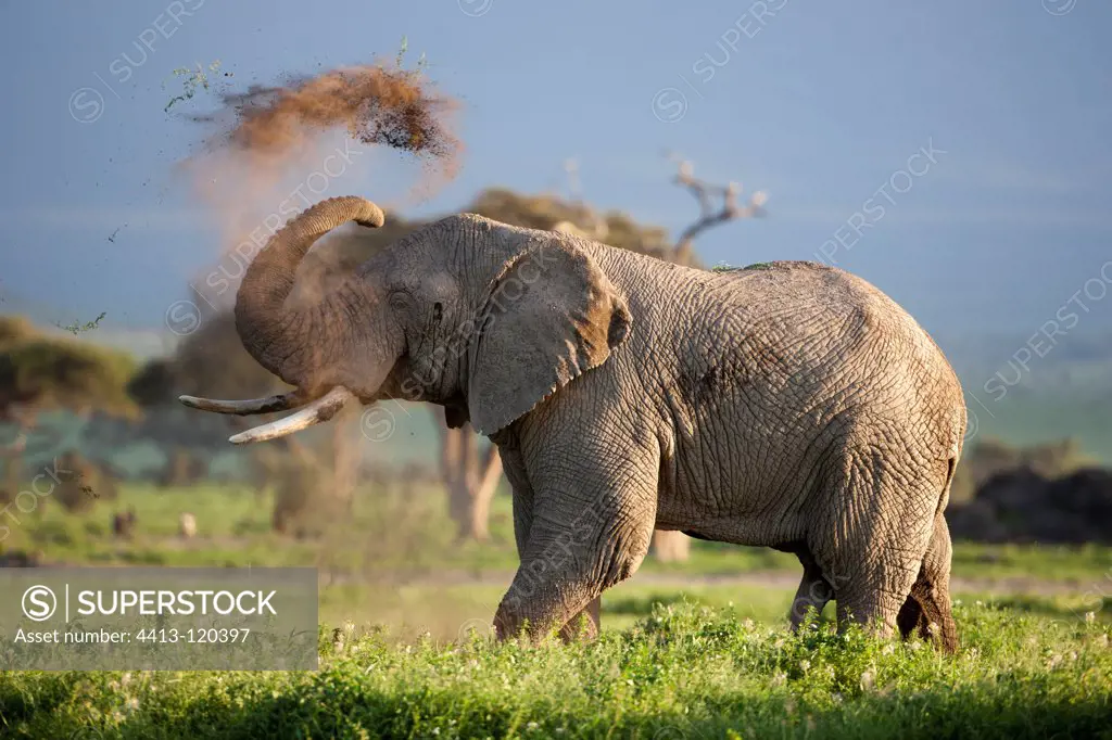Elephant male watered dust Amboseli NP Kenya