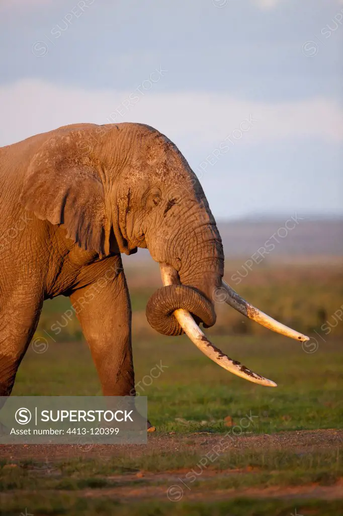 Male elephant in the swamps of Amboseli NP Kenya