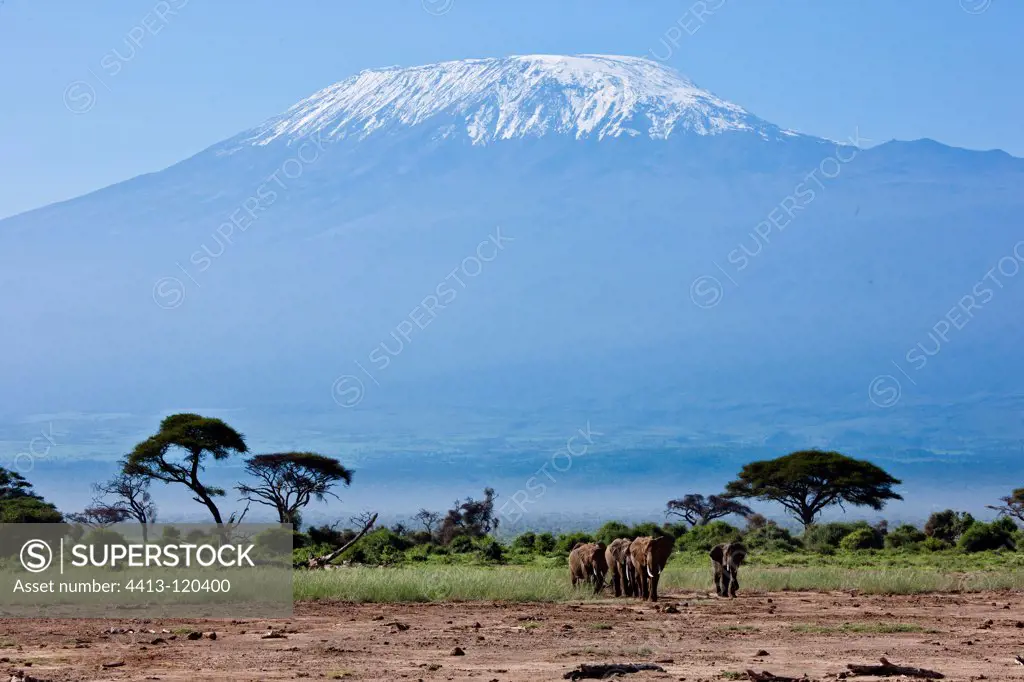 Elephant foot of Kilimandjaro Amboseli NP Kenya