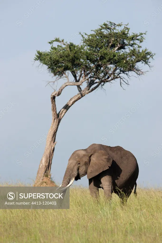 Savannah elephant in the Masai Mara NR Kenya