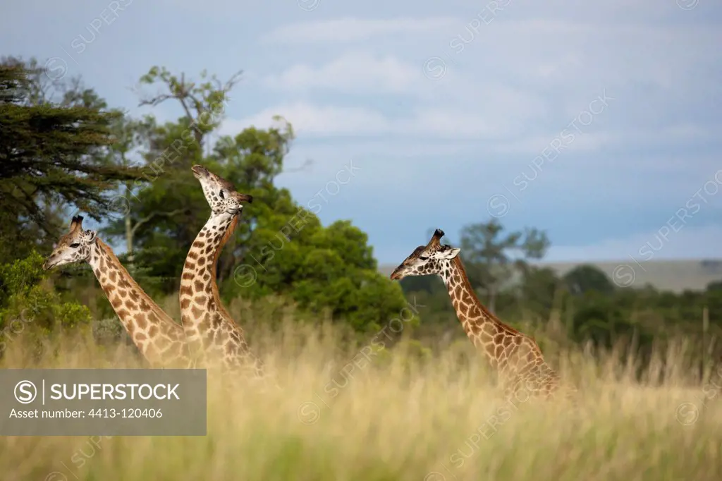 Fighting Giraffes of males in the Masai Mara Kenya RN